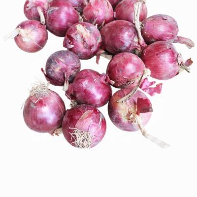 China Fresh Onion Red Onion Bawang Bombay Merah Wholesale Price for sale