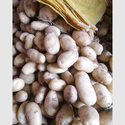 China Good Price New Cultivated Potato Fresh Potato M Size Carton Packing for sale