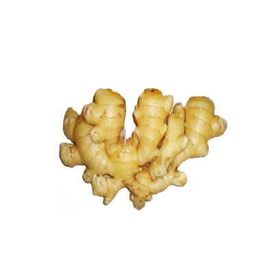 China Newest culture best quality chinese professional anqiu fresh ginger fresh ginger ginger export fresh ginger for sale