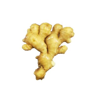 China Newest cultivation best quality anqiu professional organic fresh ginger fresh ginger ginger export for sale