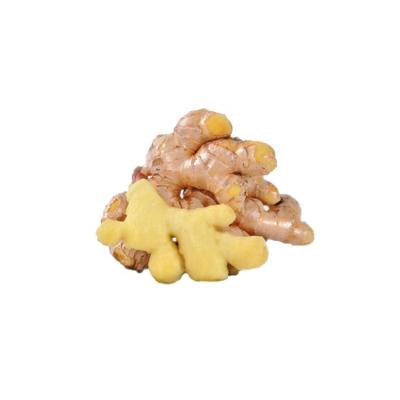 China Newest Cultivated Fresh Organic Ginger Best Quality Cheap Ginger Price In China Fresh Ginger Wholesale for sale