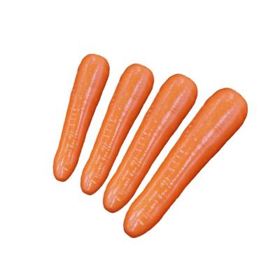 China Cheap price of carrot newest bulk fresh organic fresh carrot cultivation S M L professional export fresh carrot for sale