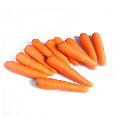 China Newest Chinese Wholesale High Quality Export Carrot Harvest Red Fresh Carrot Cultivation for sale