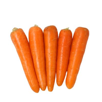 China 2021 New Culture Fresh Carrot Fresh Carrot Dimension M Good Quality Carrot for sale