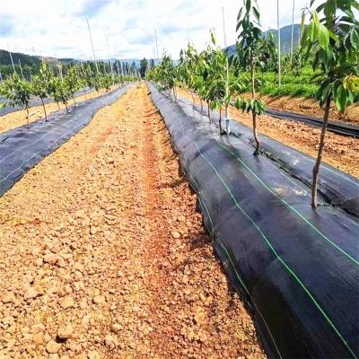 China Eco-Friendly Organic PP Or PE Orchard Weed Mat With UV Resistance Long Lifetime Weed Barrier for sale