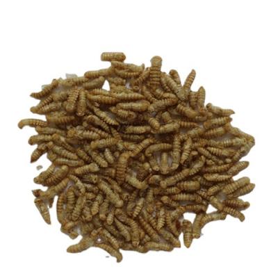 China Small Bird Food Price Finely Processed Reptile Bird Food Pupae Mealworms For Sale for sale