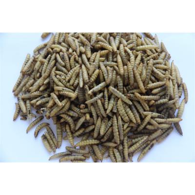 China Bird Food Factory Prices Finely Processed Wholesale Pet Bird Food Outdoor Supplies Worms for sale