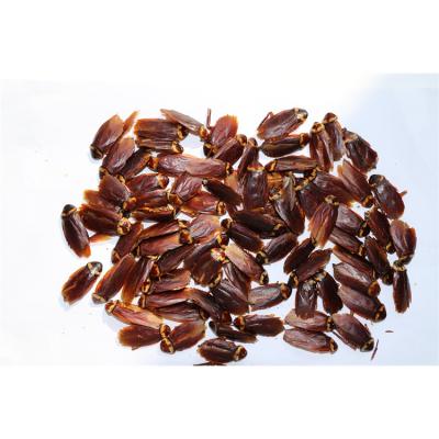 China Fish Food Pet Food Factory Price Organic Tasty Pet Bottles Food Grade Cockroaches for sale