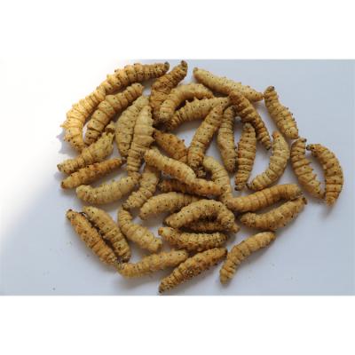 China Fish food Made In China Frozen Dried Chrysalis Pupae Pet Food Silkworm For Sale for sale