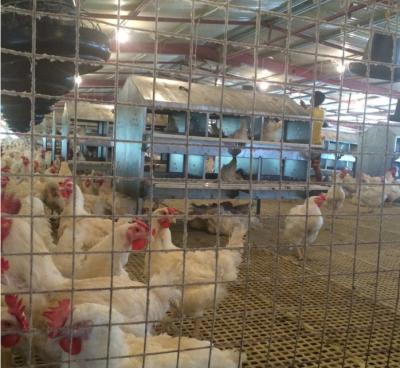 China Farms Poultry Chain System / Poultry House / Broiler Fan Feeding Rate for sale