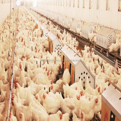 China Farms Hot 2021 u Best Chicken Breeding Equipment and Broiler Breeder for sale