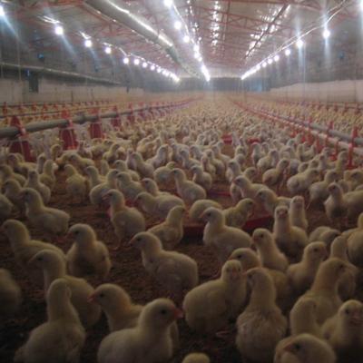 China Farms Equipment For Poultry Raising Prefab Broiler Chicken Houses for sale