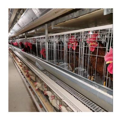 Chine U-Best Full Automatic Collector Layer Egg Chicken Automatic Feeding Battery Cages For Poultry Chicken Layer à vendre