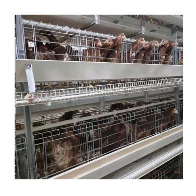 Chine U-Best Automatic Full Automatic Poultry Farm Equipment Chicken Layer Cages For Egypt à vendre