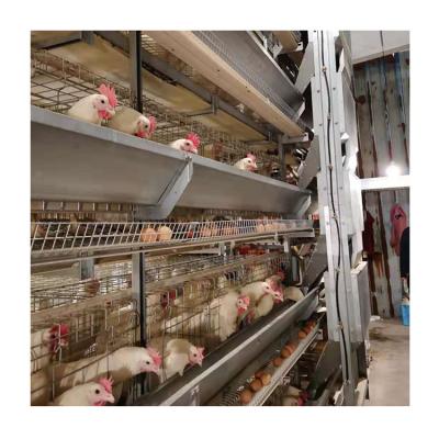 中国 Full automatic high quality U-best factory high chicken layer cage used in poultry farm 販売のため