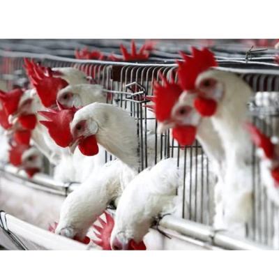 中国 Full Set Modern Antirust Automatic Poultry Chicken Farm Broiler Cage 販売のため