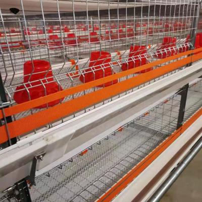 中国 Customized Intelligent Antirust Automatic Battery Chicken Cage For Broiler 販売のため