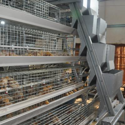 中国 Antirust Cheap Automatic Feeding Customized Poultry Chicken Cages For Breeding Broiler 販売のため