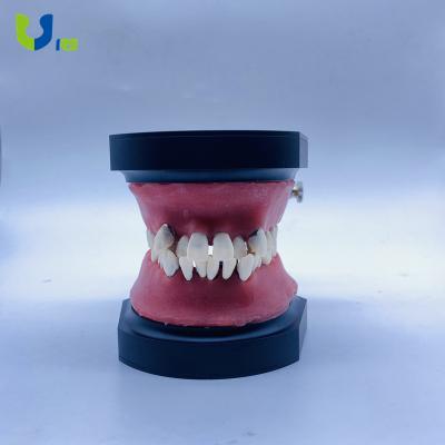 China Clinic RS MEDICO Typodont Dental Orthodontic Model 28 Teeth Study Orthodontic Denture Model Practice for sale