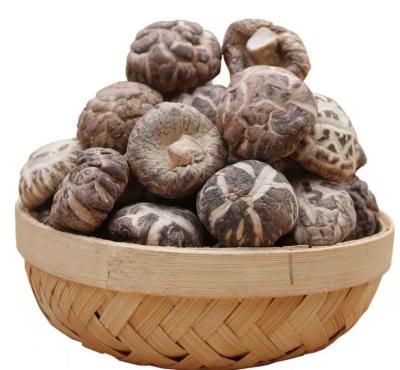 China fresh chinese fresh mushrooms for sale