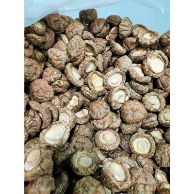 China Best price dry nutritious wholesale brown shitake mushroom with reasonable price for sale