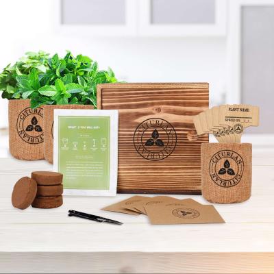 China Modern Novices Love Home Decor New Products Arrival Green Herb Plants Seeds Starter Kit for sale