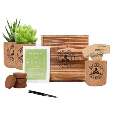 China Direct Selling Modern Cactus Plant Seed Starter Succulent Kit For Home Decor for sale