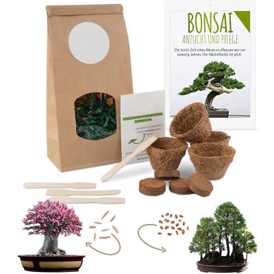 China Convenient Modern Bonsai Gift Planting Sales Paper Bag Cultivation Planting Interest Bonsai Grow Kit for sale