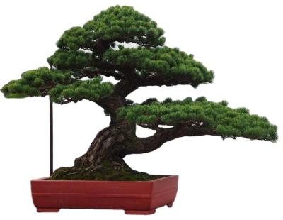 China Garden banyan, fir, phoenix, fireworks, red maple and other trees are provided and wholesale for sale