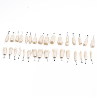 China 32pcs Teaching Model/Demonstration Teeths for Standard Model Demonstration Soft Gum Teaching Model Teeth Dental Model for sale