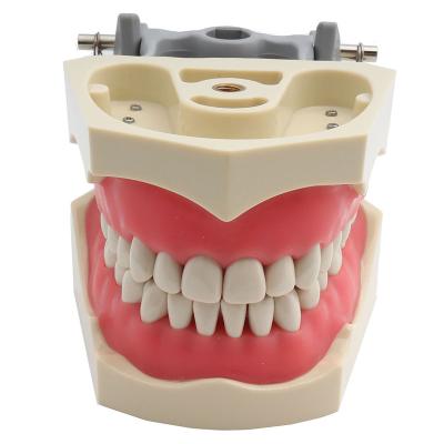 China Teaching Model / Demonstration CDA Accredited Dental Teeth Teaching Demonstration Model With Screw-in Teeth 32pcs With Free Screw for sale