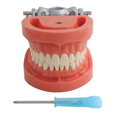 China Teaching Model/Demonstration Dental Model Dental Teaching Model Standard Model with 32 Screw-in Teeth Hard Gums Teeth Demonstration Model for sale