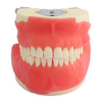 China Dental Model Teaching Model / Demonstration Training Model For Oral Surgery Teeth Model Dental Teaching Model Teeth Demonstration for sale