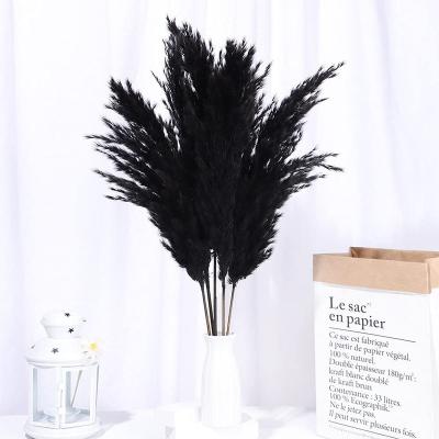 China Wholesale HFlora Decoration Large Flower Fluffy Natural Dry Natural Black Pampas Grass 60~70cm Large For Boho Decor for sale