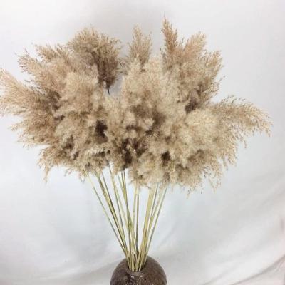 China Natural Fluffy Brown Pampas Grass 40~60cm Large Decoration HFlora 1 Pcs Decorative Flower Wholesale For Boho Home Decor for sale