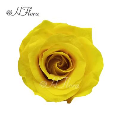 China Gift Hflora A Grade 2-3 Cm Eternal Flower Immortal Roses Preserved Fresh Rose Head for sale