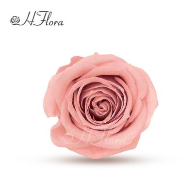 China Wedding Party Hotel Decoration HFloral Plant Supply 3~4cm Everlasting Natural Natural Single Color 12pcs/box Preserved Rose Head With Box For Valentine's Day Florist for sale