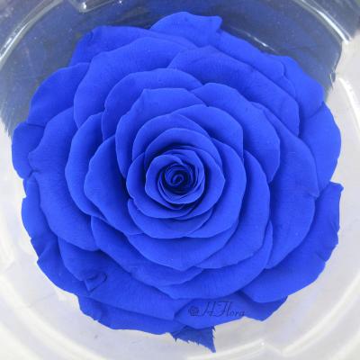 China Gift HFloral Plant Supply 10-11cm Natural Decorative Dry Everlasting Flowers 1pcs/box Single Color Perfect Everlasting Rose Head for sale