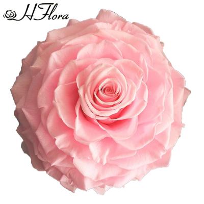 China Wholesale Handmade Material Rose Flowers Preserved Rose Big Head HFloral Gift Good Price White Rose Heads for sale