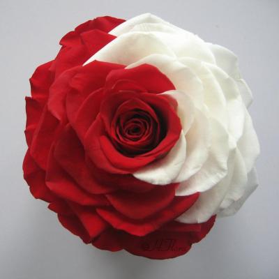 China Environmental Protection 9-10cm Double Green Color Preserved Roses Main Flower Bud for sale