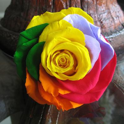 China Natural Plant Rose Flower HFlora 20cm tall long-stem rose 5~6 cm rose flower head preserved colorful roses for flower arrangement decoration for sale