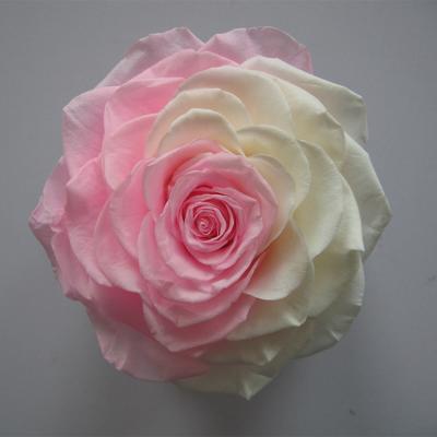 China Wedding San Valentine's Day Double Color Rose Hot Head Necessity Celebration Festival Flower Arrangements HFloral Sale Decorative Flowers for sale