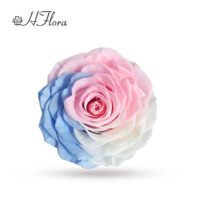 China HFlora Yunnan Factory Wholesale Preserved Pastel Rose Valentine's Day Decorative Garlands and Flowers Gift 9-10cm for sale