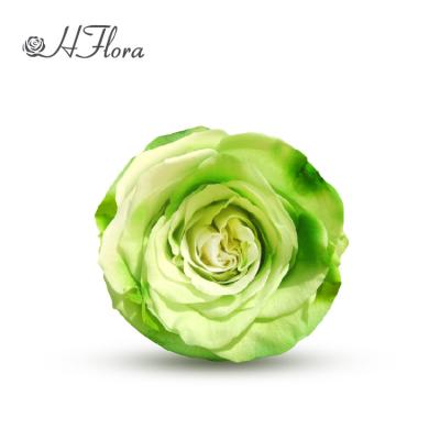 China HFlora Gift Wholesale Medium Sizes 4-5 cm Rose London Uk Green Flor Preservada Forever Preserved Roses Flower for sale