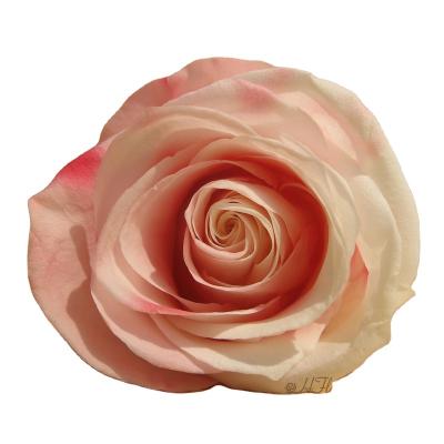 China Wholesale 8pcs/box Elegant HFloral 4~5cm Wedding Party Hotel Home Decoration Double Natural Color Preserved Forever Rose Head With Box For Valentine's Day for sale