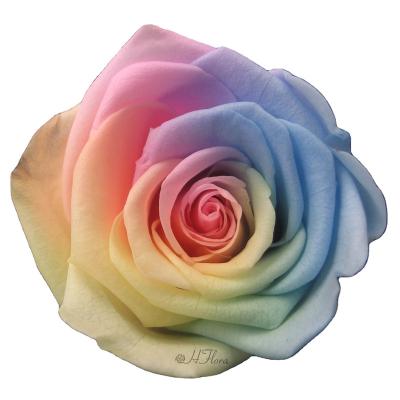 China Wholesale Wedding Party Hotel Home Decoration HFloral Rainbow Preserved Rose 5~6cm 6pcs/box Real Natural Rose Forever Rose Wedding deco Preserved Rose Head with box for sale