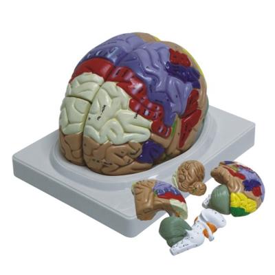 China Medical Anatomical Human Teaching Brain Model Removable for School and Hospital zu verkaufen