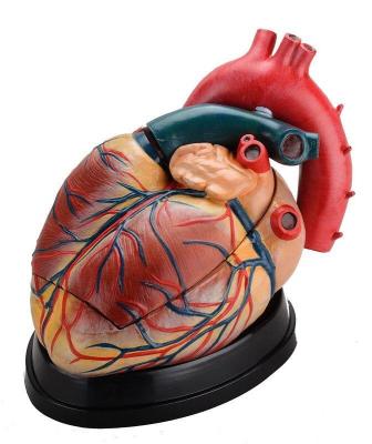 China School and Hospital Medical Science School Use Enlarged Heart Teaching Anatomical Model zu verkaufen