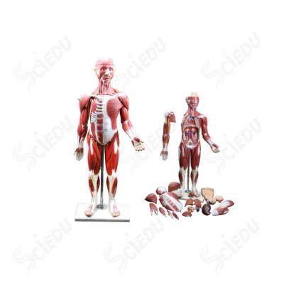 China High Quality 1/2 Life Size Human Muscle Model For Medical Science School And Hospital zu verkaufen