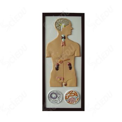 中国 School and Hospital Model Human Incretion System Medical Human Anatomical Model 販売のため